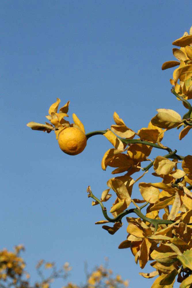              Fruit (Riverside, CA)       
